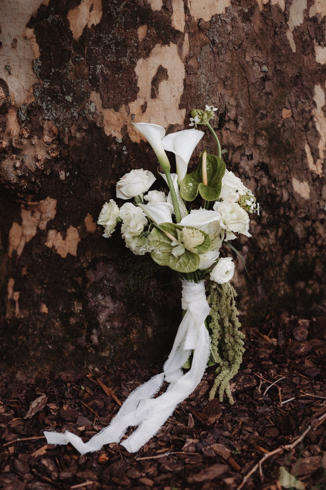 BUCHET WOODLEAND1