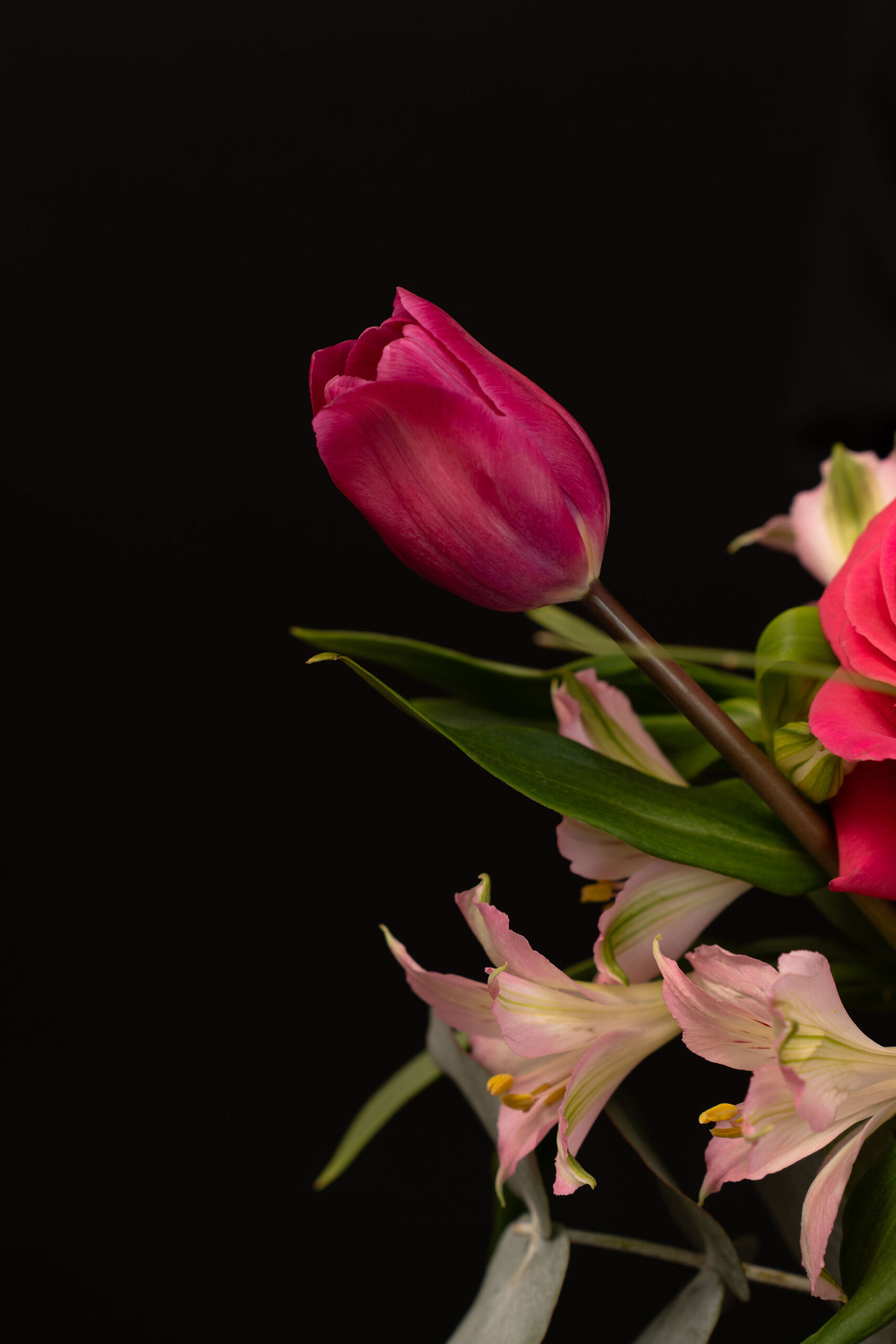 BUCHET DAYDREAMING IN PINK5
