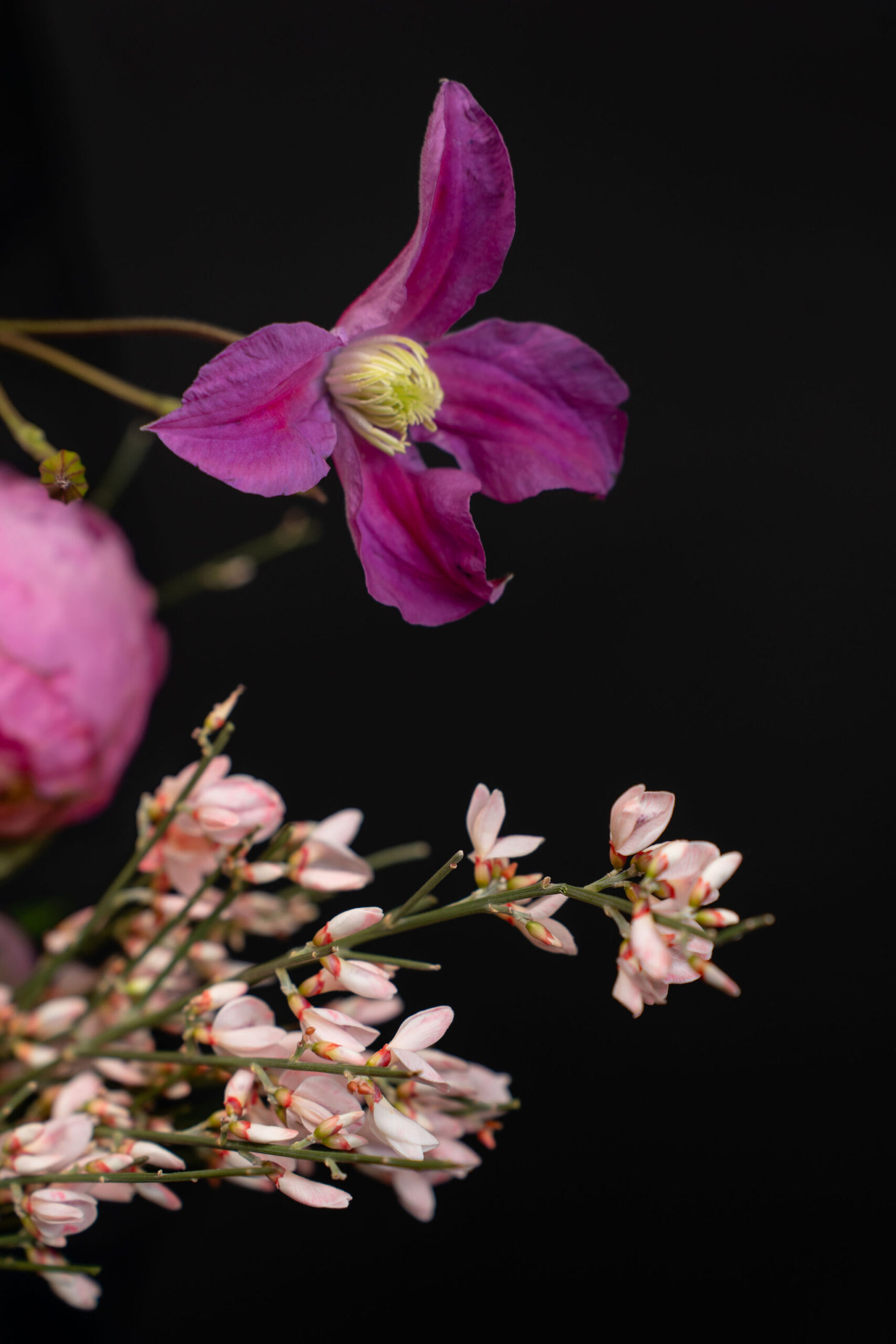 BUCHET DAYDREAMING IN PINK6
