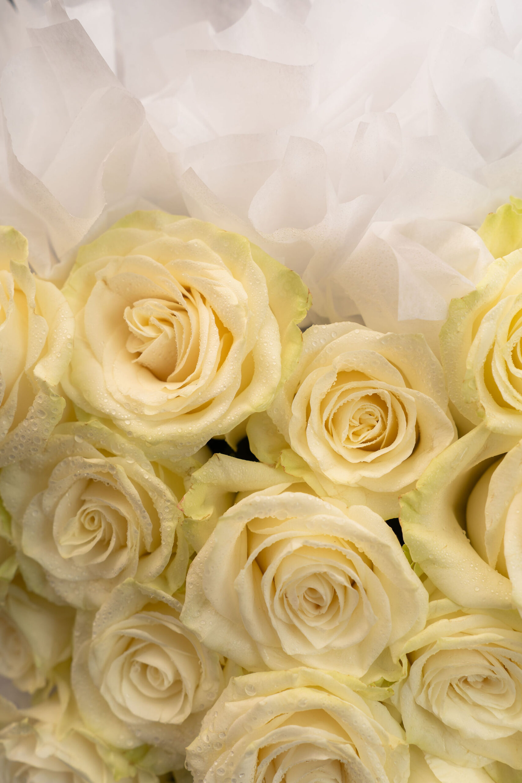 BUCHET WHITE HEART 3
