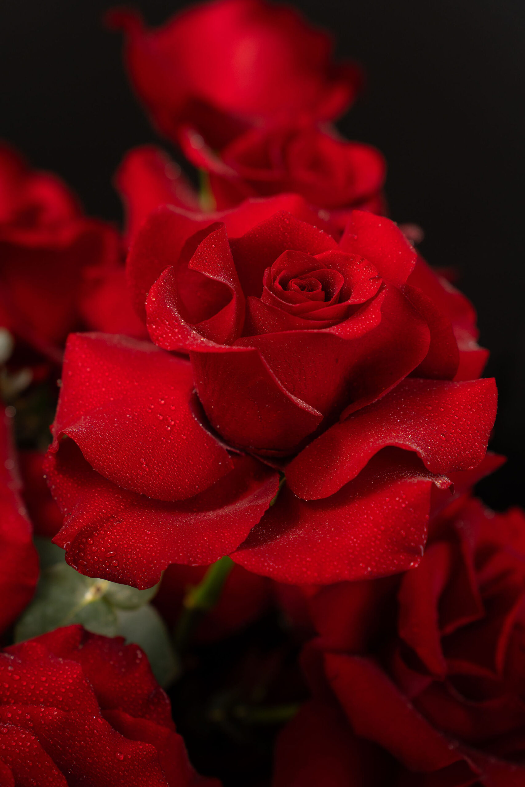 ARANJAMENT FLEXED RED ROSES 2