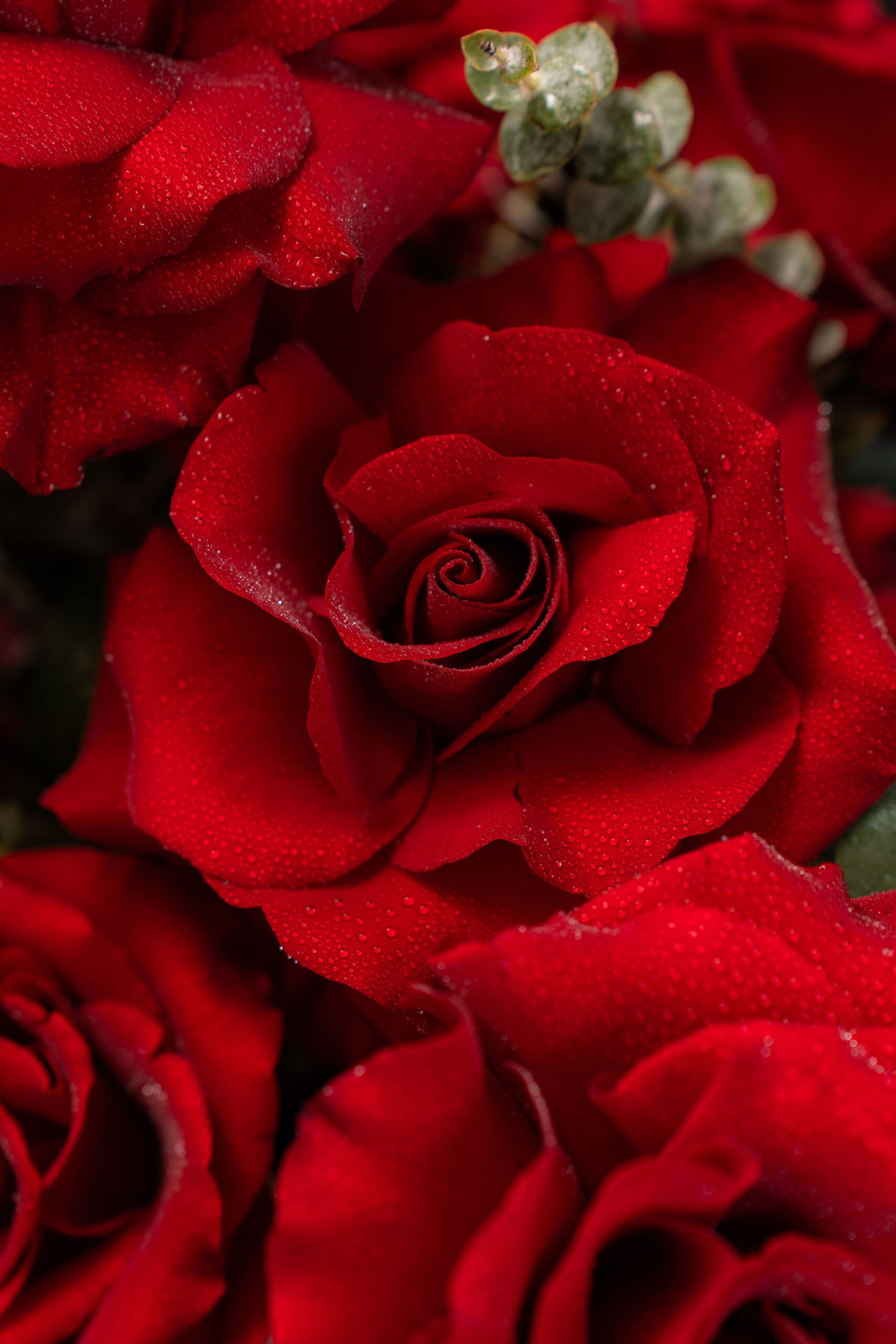 ARANJAMENT FLEXED RED ROSES 3