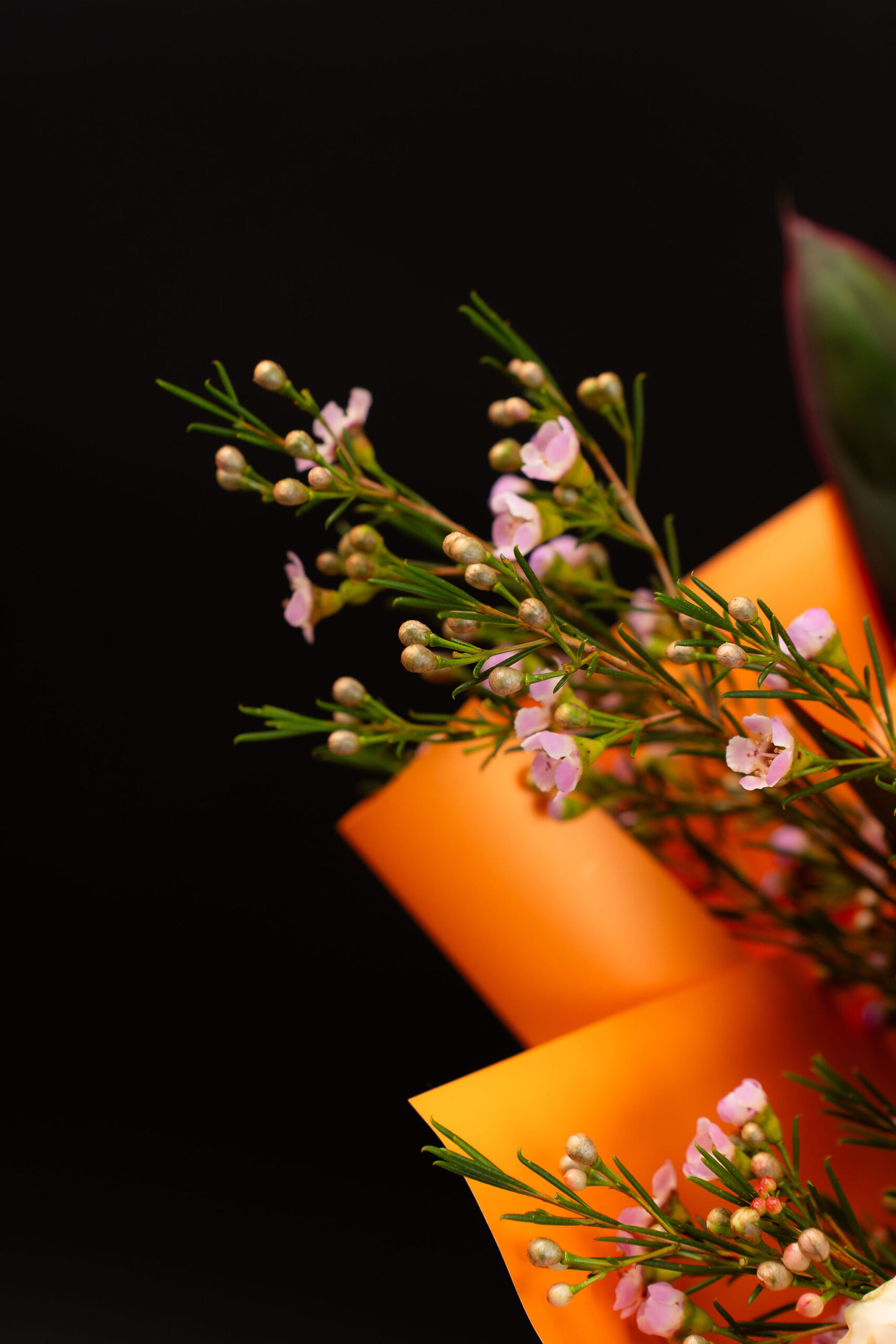 BUCHET BLUSH HARMON2