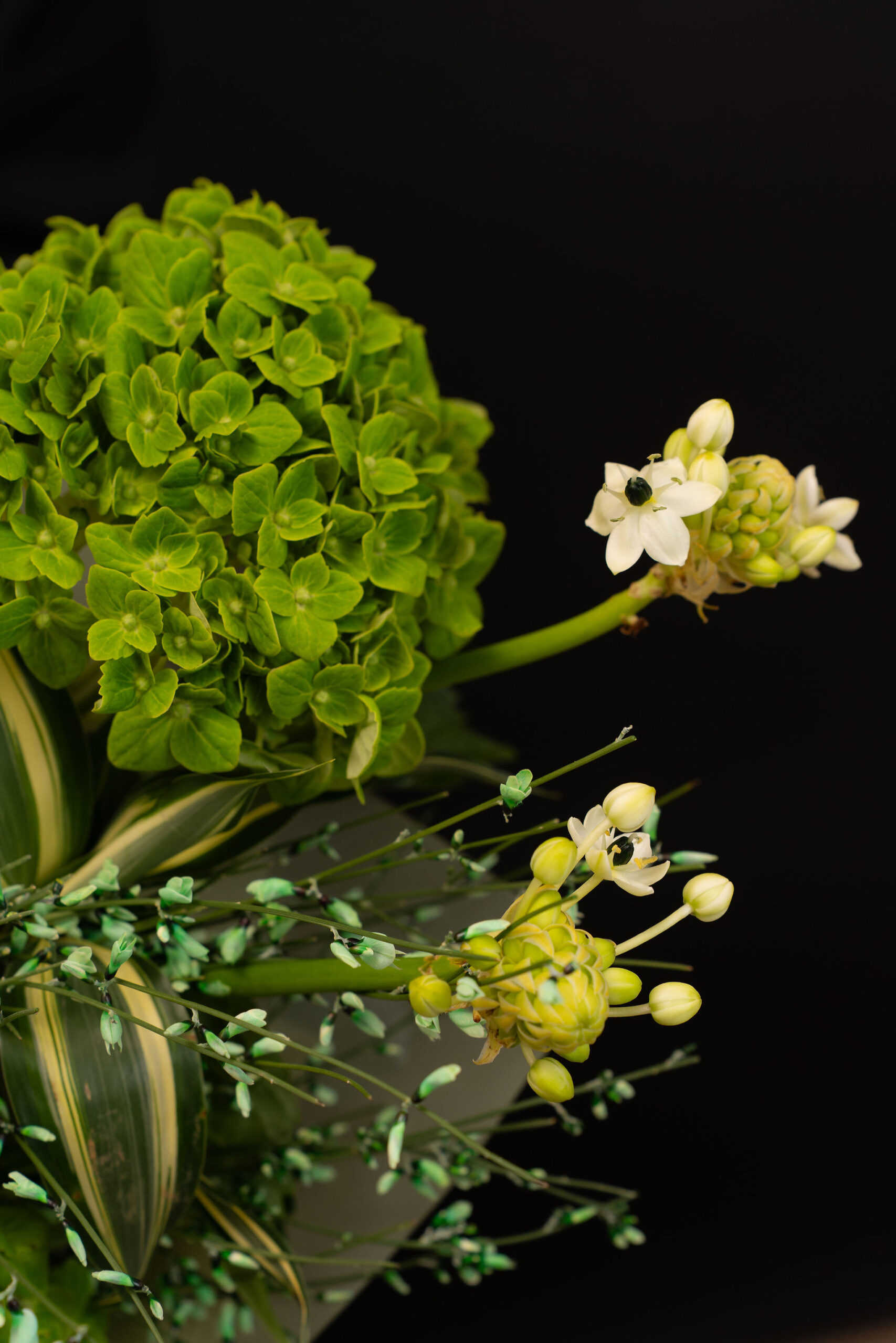 BUCHET IVORY 3
