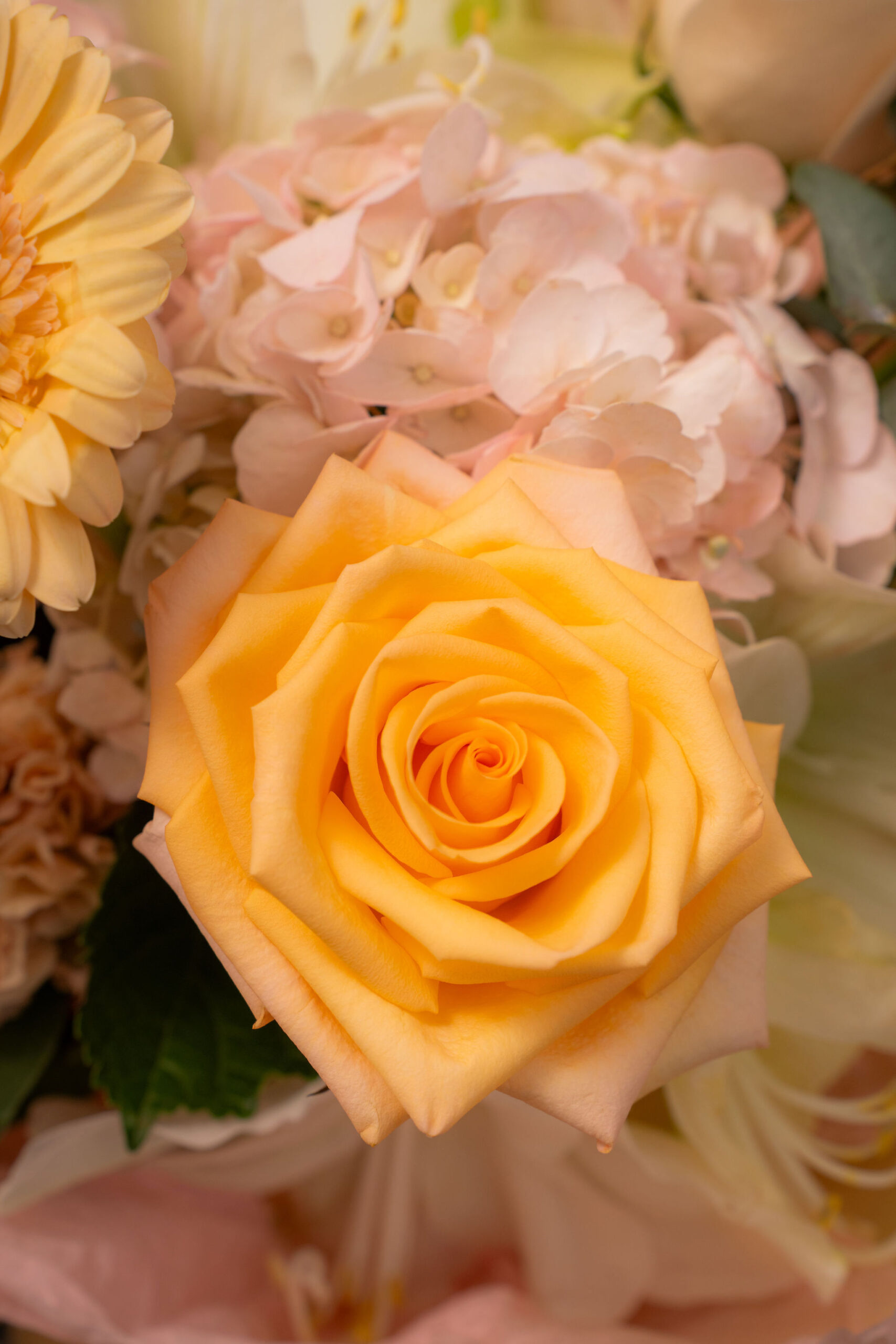 BUCHET SOFT HARMONY3